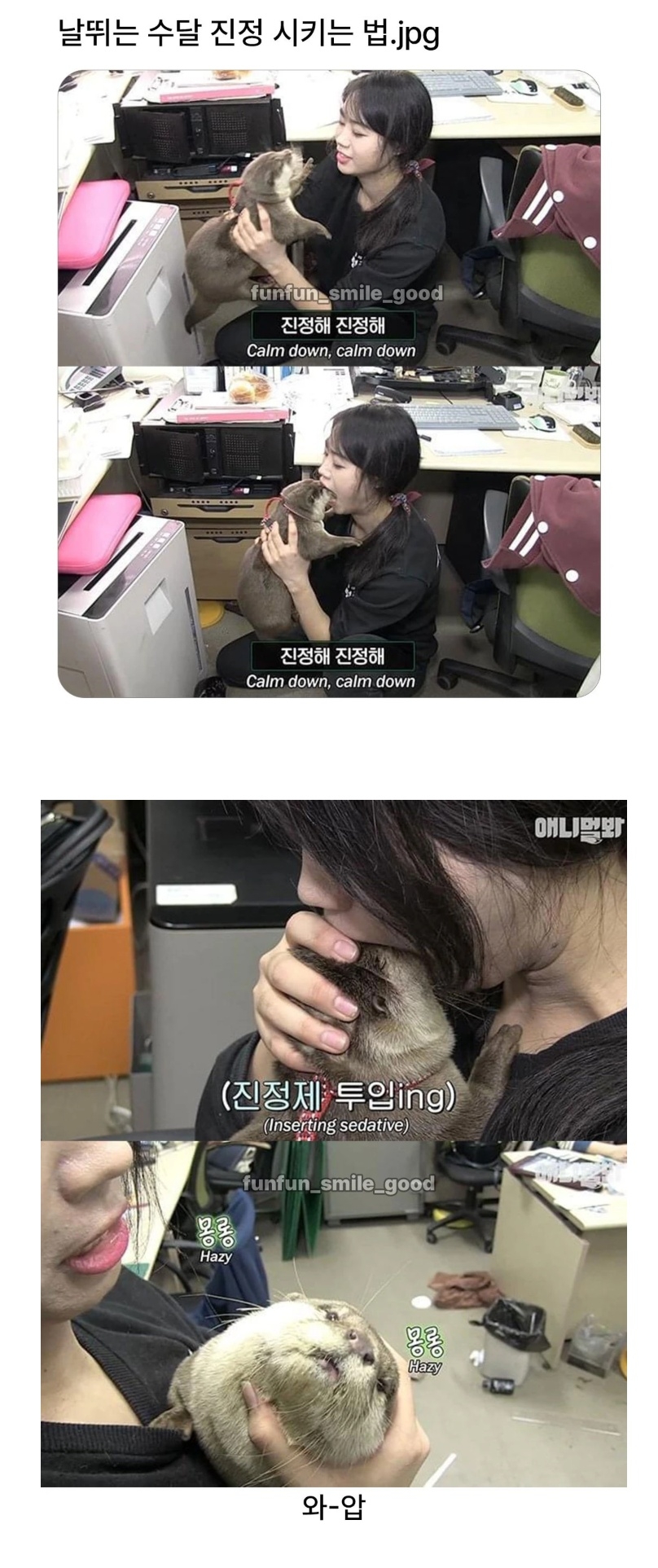 날뛰는 수달 진정 시키는 법 | 인스티즈
