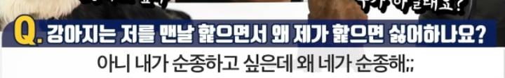 강아지는 저를 맨날 핥으면서 왜 제가 핥으면 싫어하나요? | 인스티즈