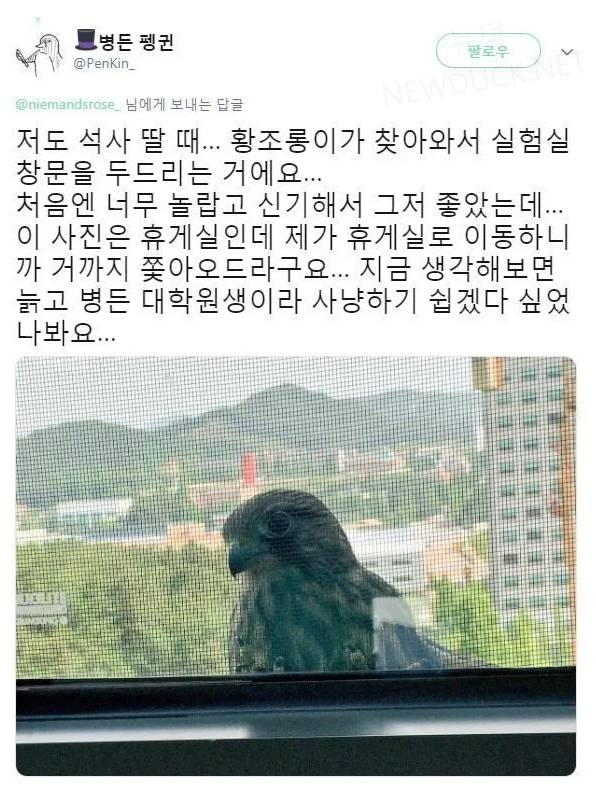 대학원생을 바라보는 황조롱이 | 인스티즈
