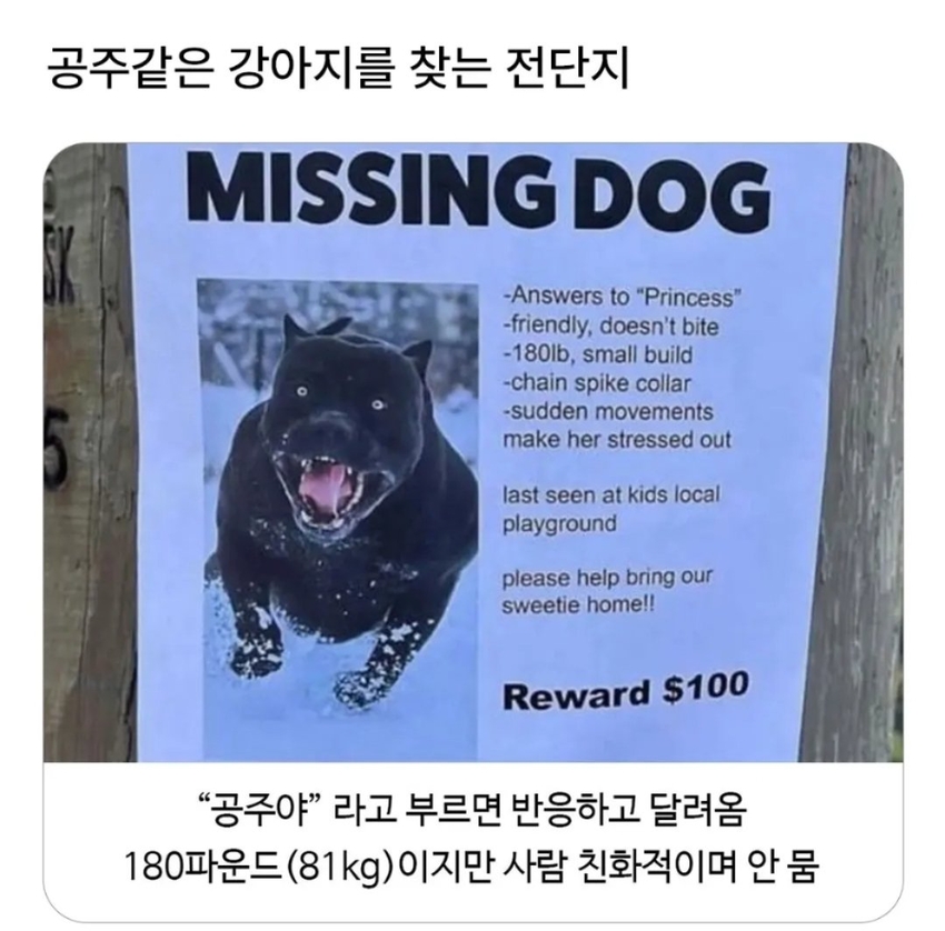 공주같은 강아지를 찾는 전단지 | 인스티즈