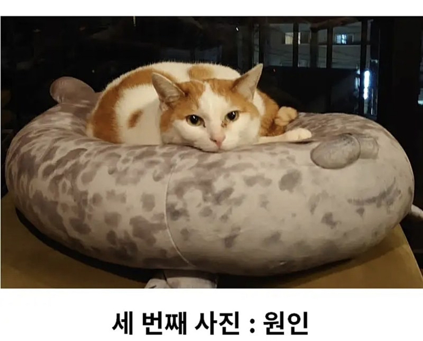 수족관에서 구입한 인형 | 인스티즈