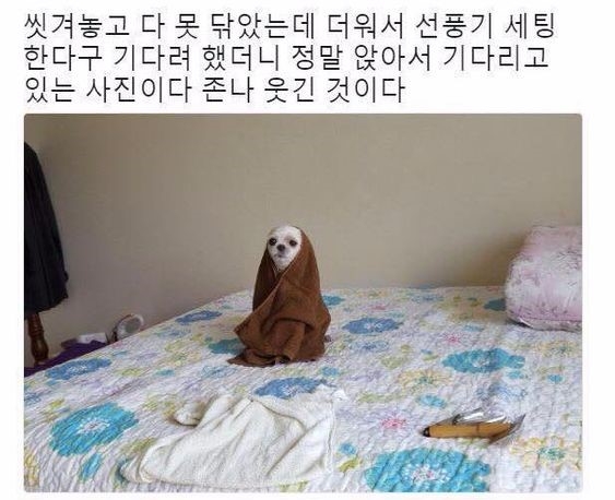 강아지 씻기고 기다려 했더니 | 인스티즈