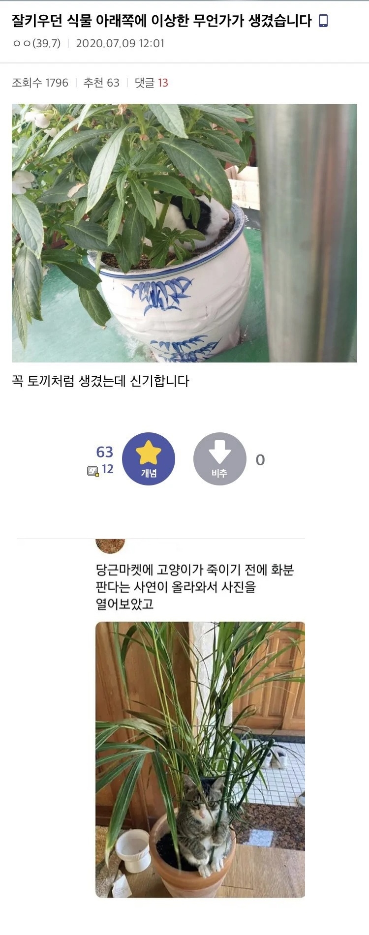 잘 키우던 식물 아래쪽에 이상한 무언가가 생겼습니다 | 인스티즈