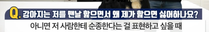 강아지는 저를 맨날 핥으면서 왜 제가 핥으면 싫어하나요? | 인스티즈