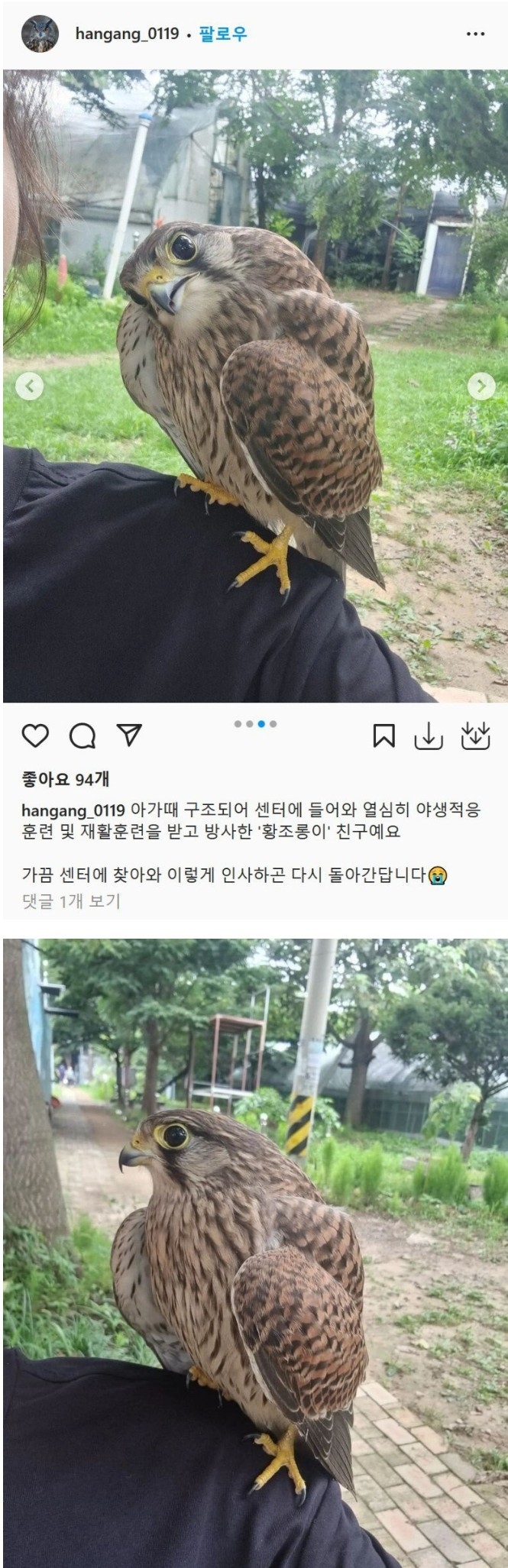 자길 구해준 센터에 자주 방문한다는 황조롱이 | 인스티즈