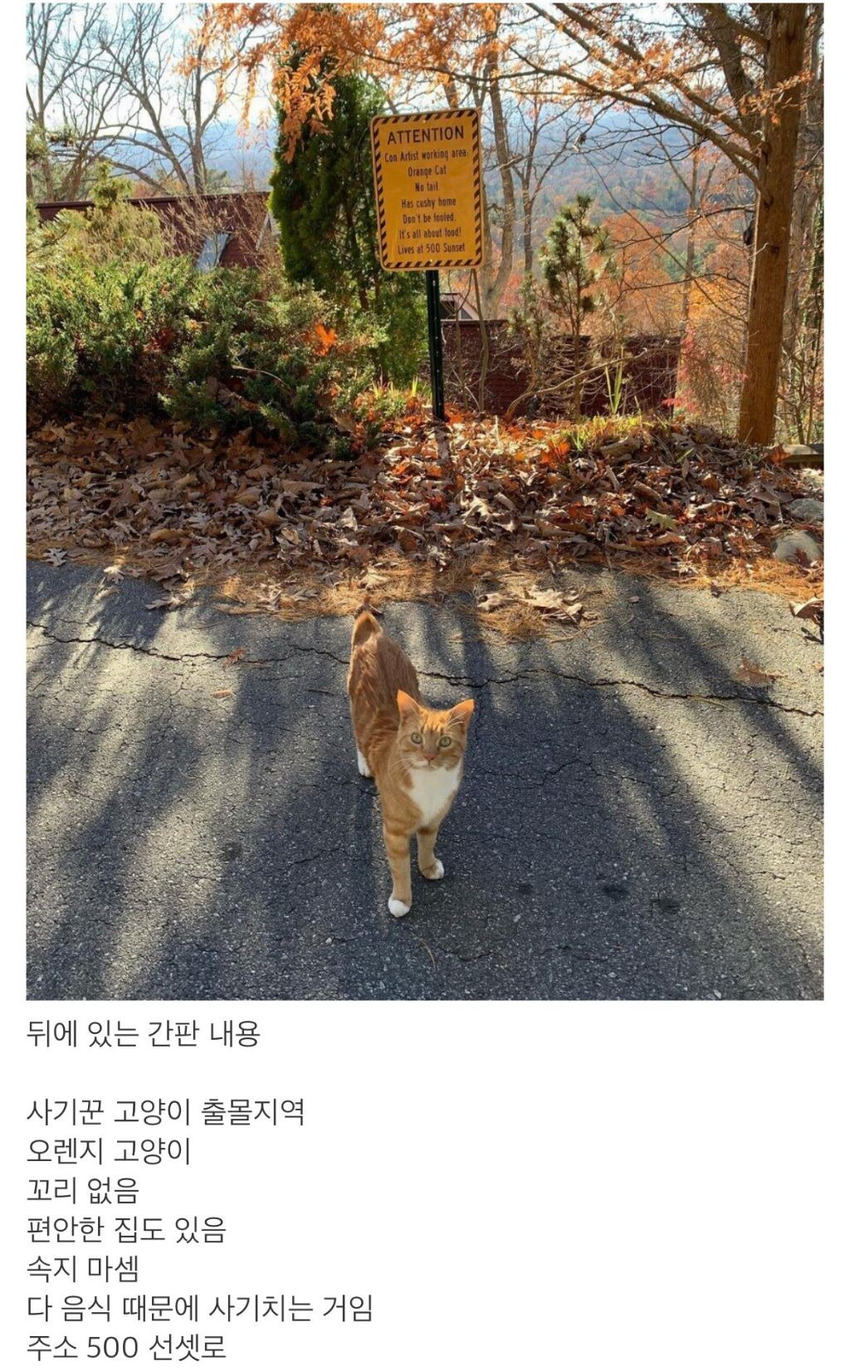 한두 번 사기 친 게 아닌 듯한 고양이 | 인스티즈