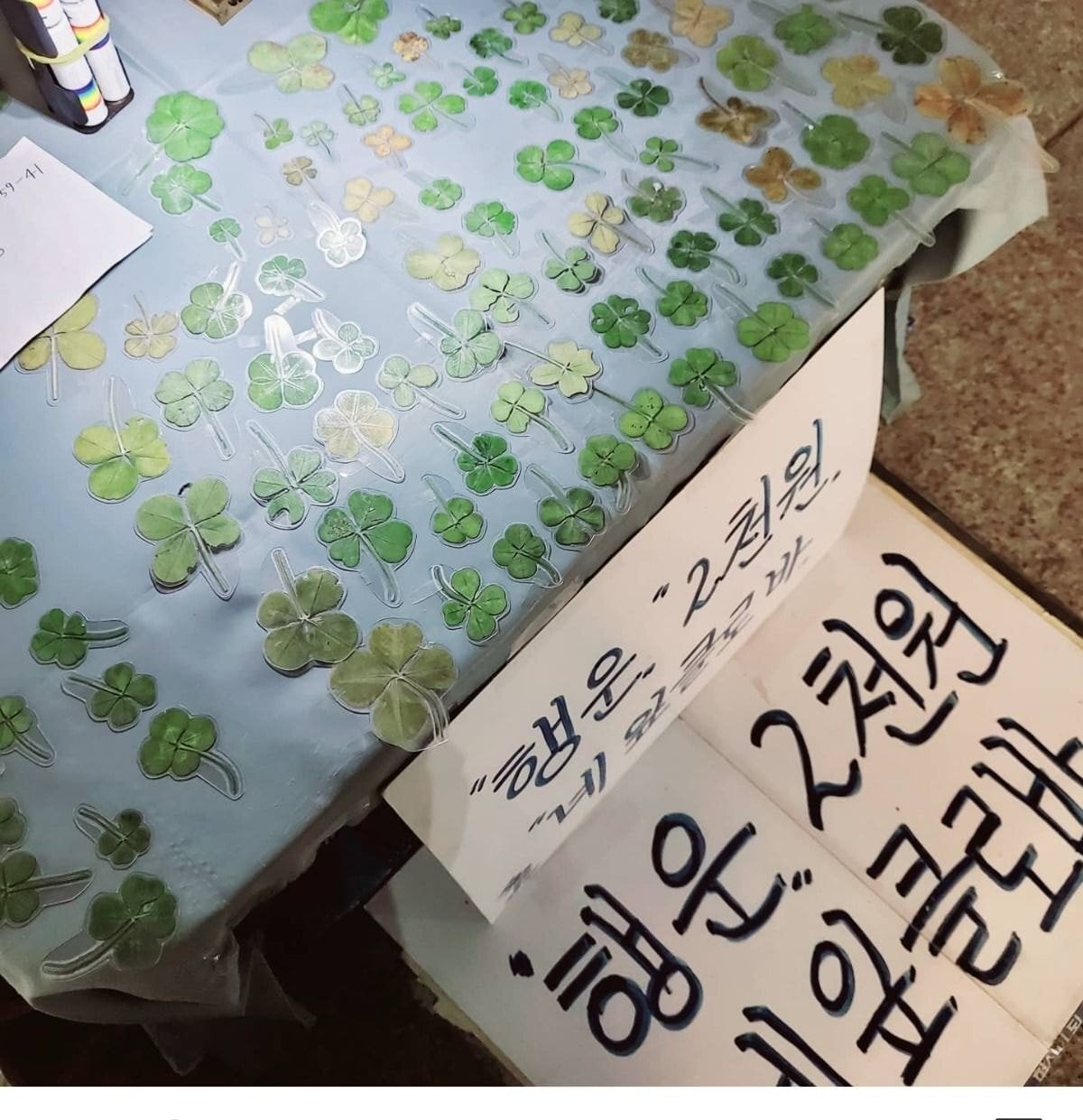 수유역 앞에 가끔 나타난다는 네잎클로버 노점.jpg | 인스티즈