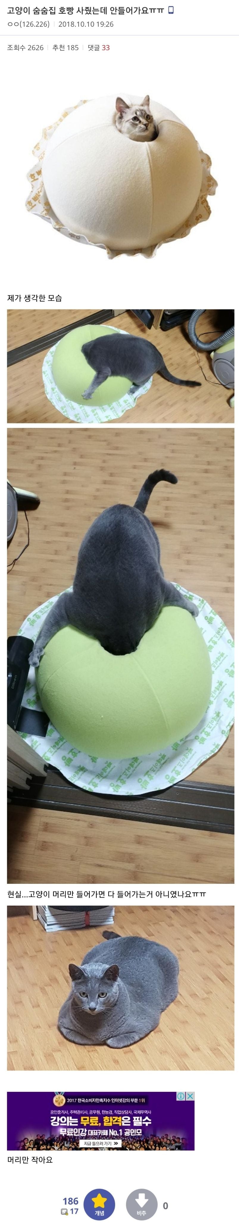고양이 숨숨집 호빵사줬는데 안들어가요ㅠㅠ.jpg | 인스티즈