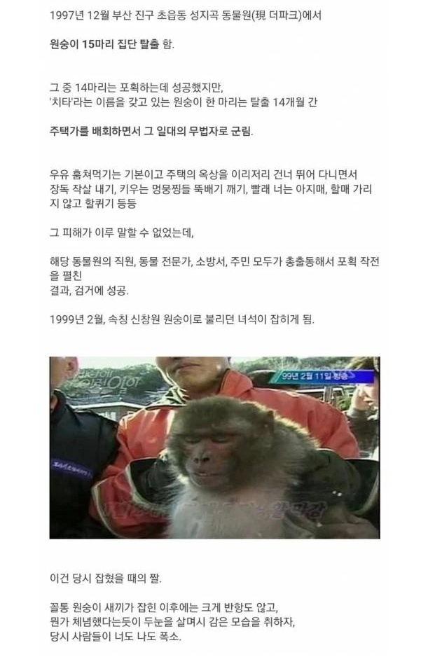 30년전 부산 원숭이 탈출사건 | 인스티즈
