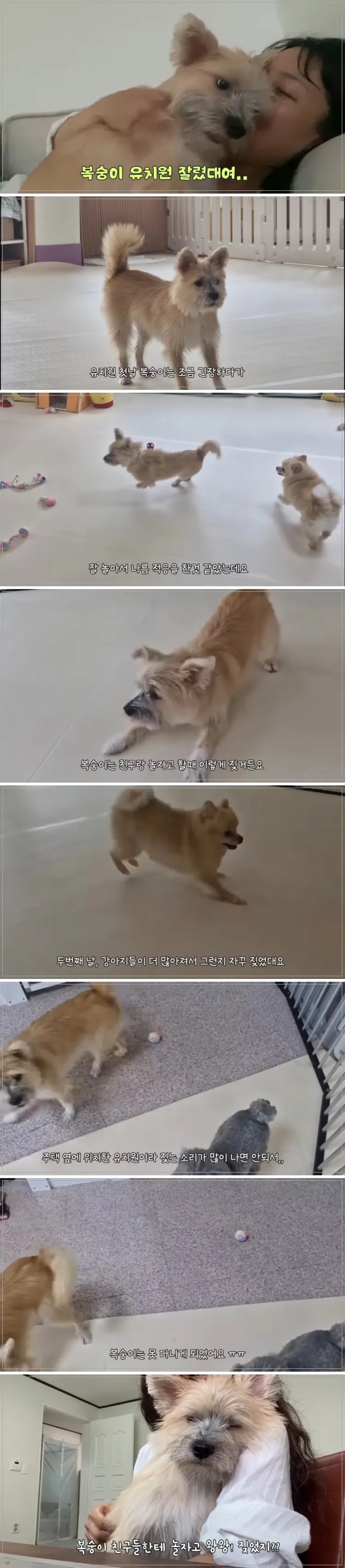 유치원에서 짤린 댕댕이 | 인스티즈