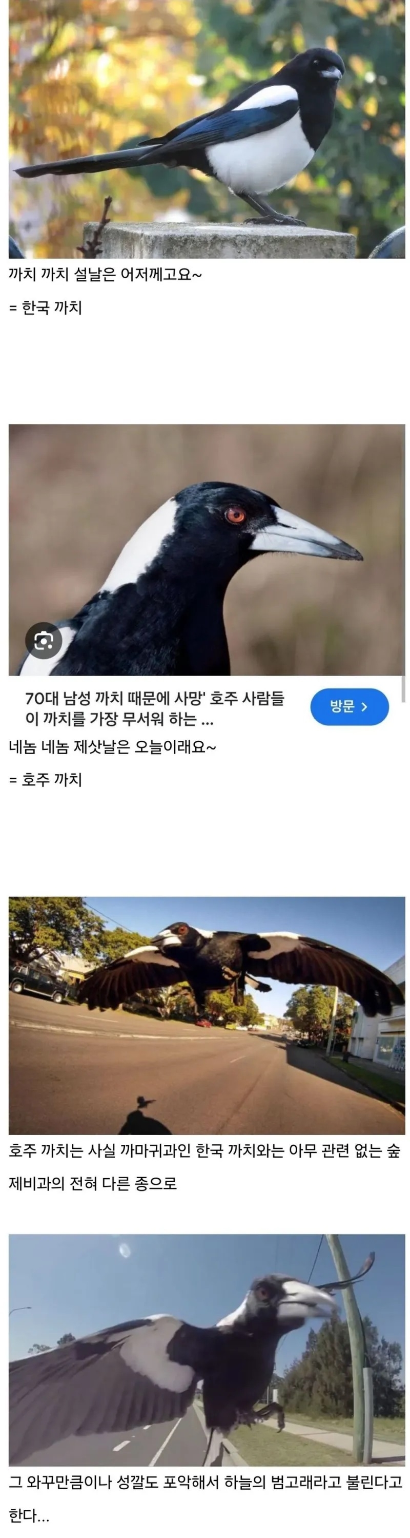 한국까치 vs 호주까치 구별법 | 인스티즈
