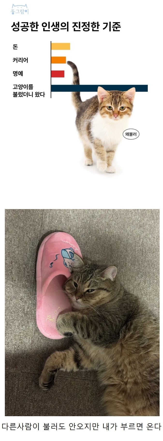 새로운 성공의 기준 고양이 | 인스티즈