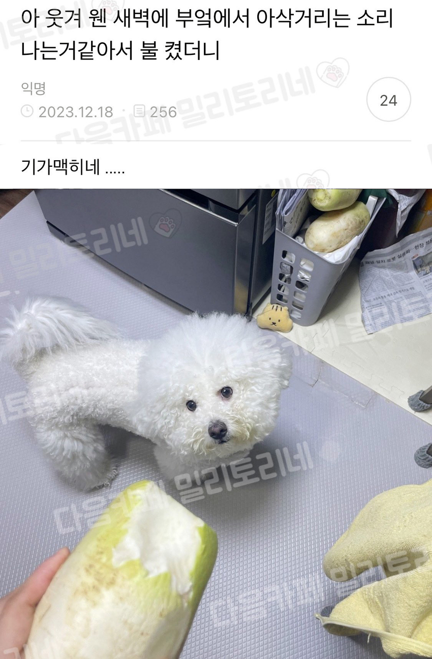 새벽에 부엌에서 아삭거리는 소리 나는 거 같아서 불 켰더니 | 인스티즈