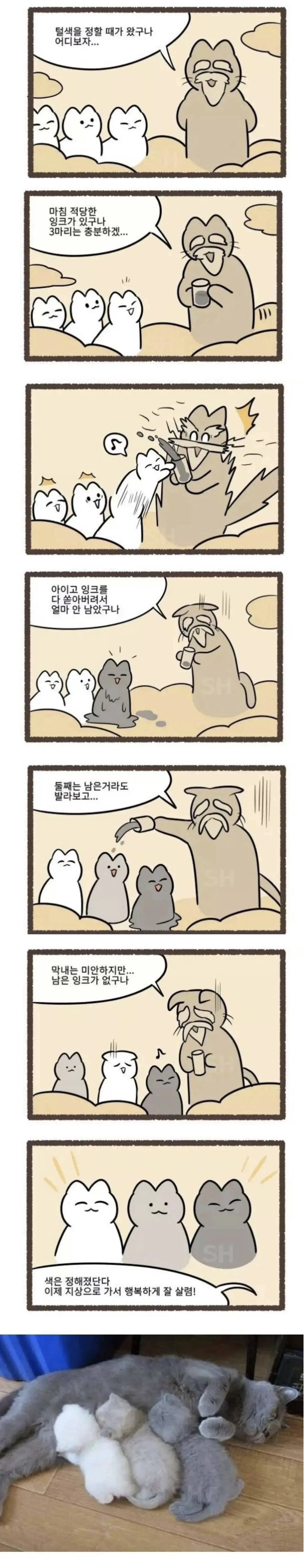 고양이 털색이 정해지는 과정 | 인스티즈