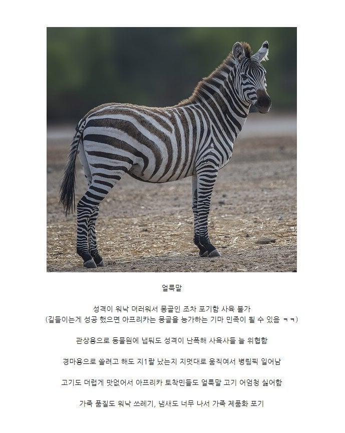 진짜 쓸데가 없어서 멸종 안한 동물 | 인스티즈