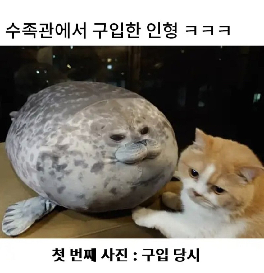 수족관에서 구입한 인형 | 인스티즈
