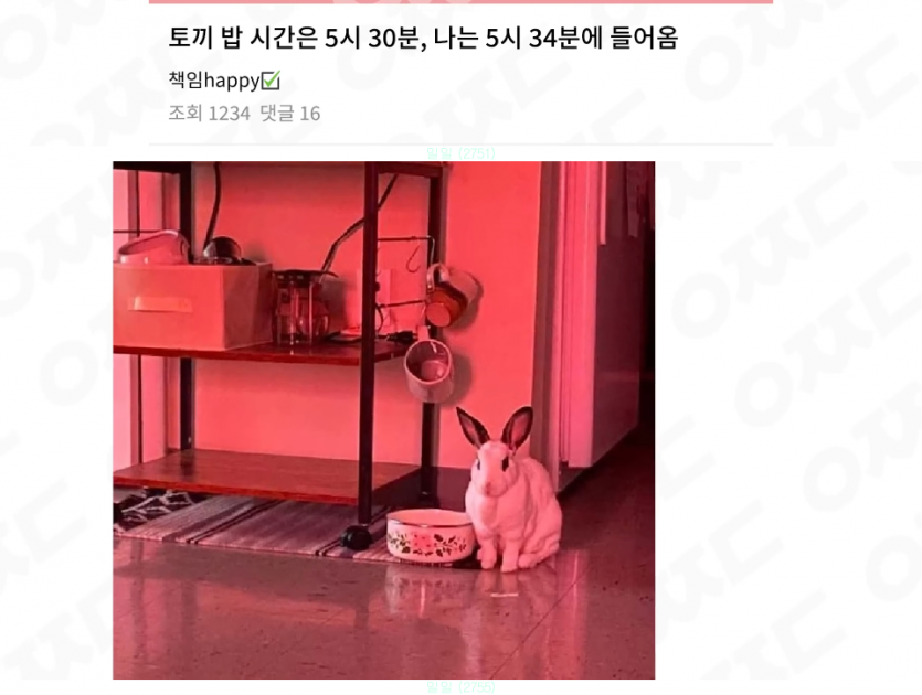 늦은 식사는 용서 못하는 토끼 | 인스티즈
