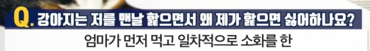 강아지는 저를 맨날 핥으면서 왜 제가 핥으면 싫어하나요? | 인스티즈