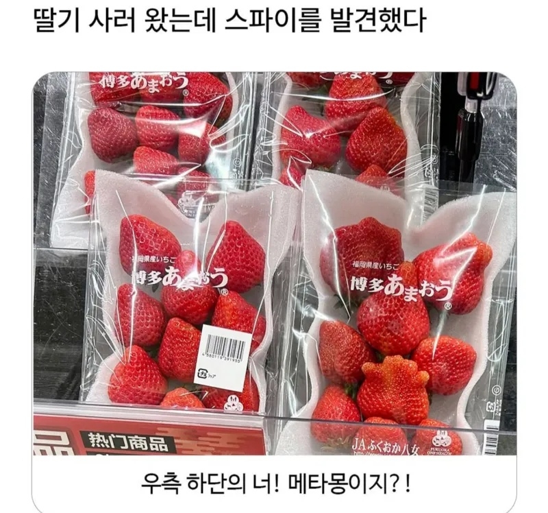딸기 사러 왔는데 스파이를 발견했다 | 인스티즈