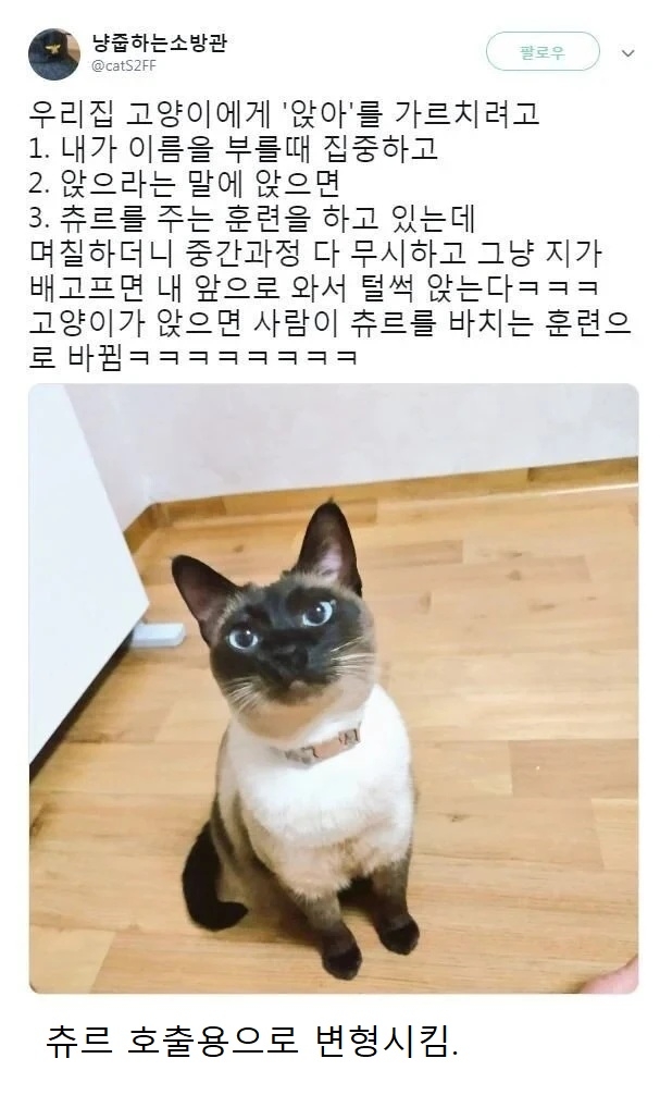 샴 고양이 머리에 앉아를 입력시킨 결과 | 인스티즈