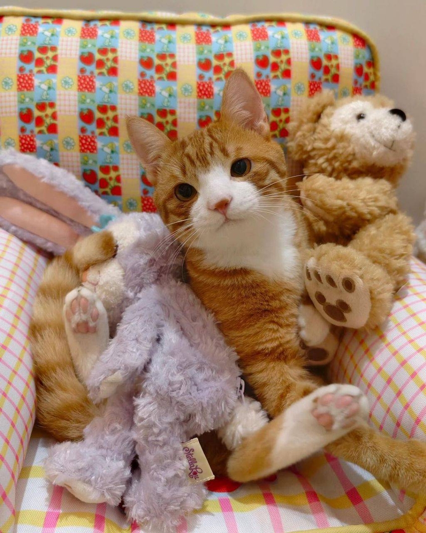 인형같은 고양이 | 인스티즈