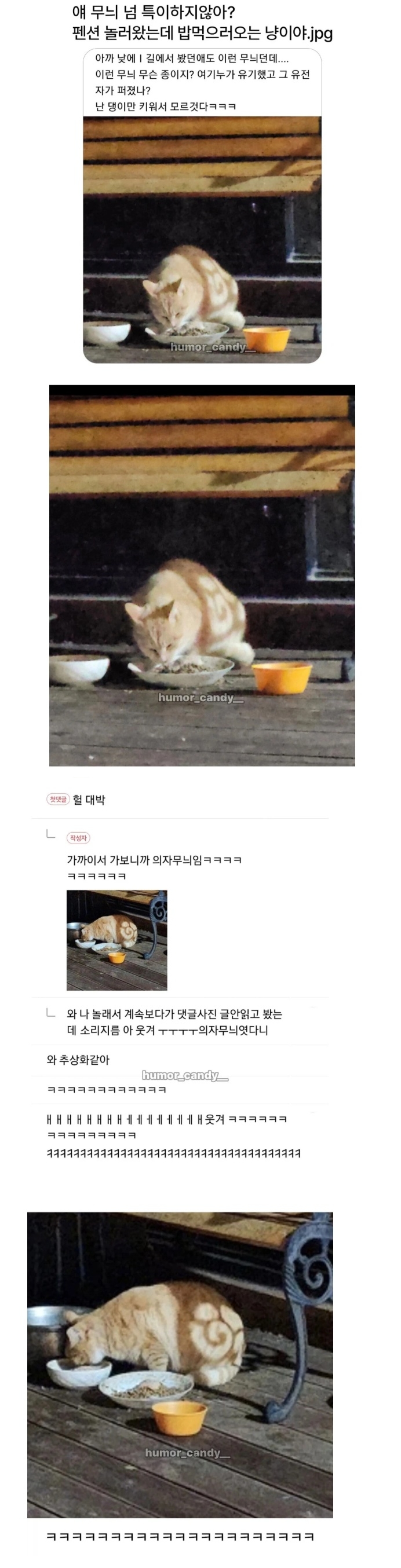 무늬가 특이한 펜션 고양이 | 인스티즈