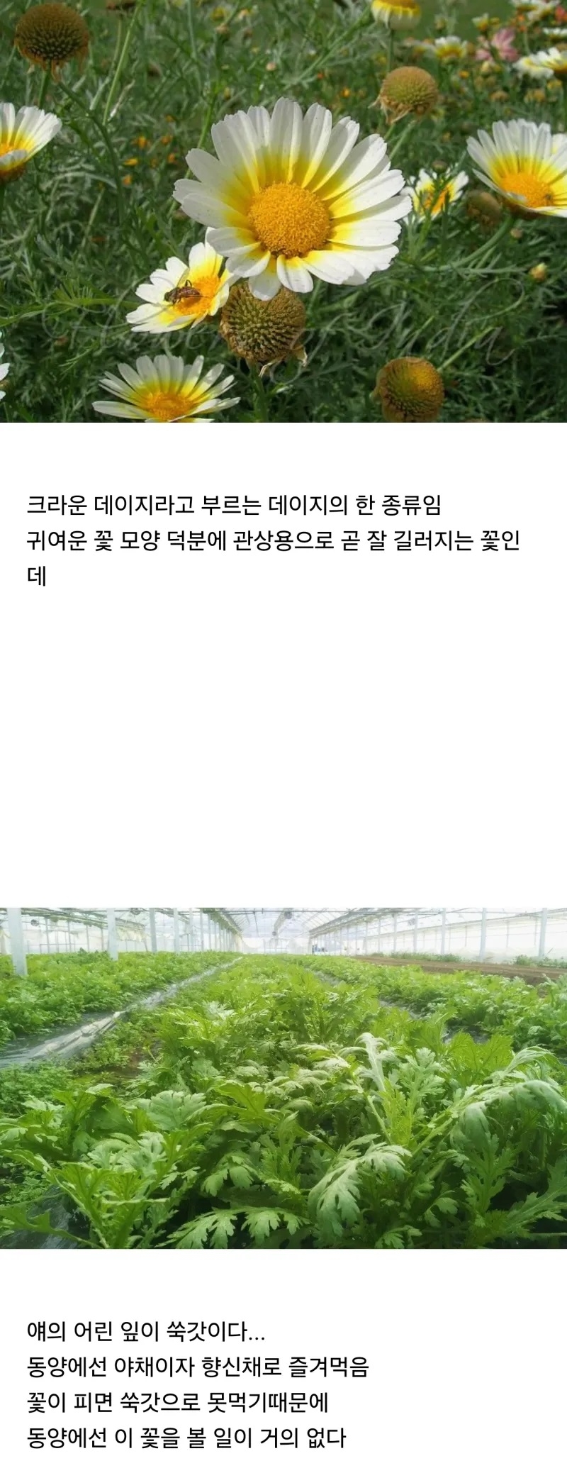 동양과 서양에서의 취급이 완벽하게 다른 꽃 | 인스티즈