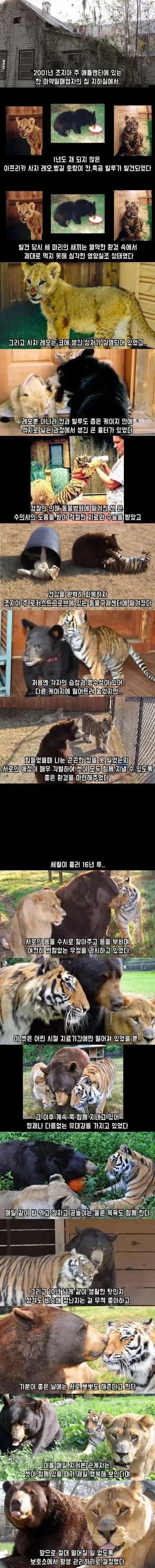 16년 동안 호랑이, 곰, 사자가 같이 지낸 결과 | 인스티즈