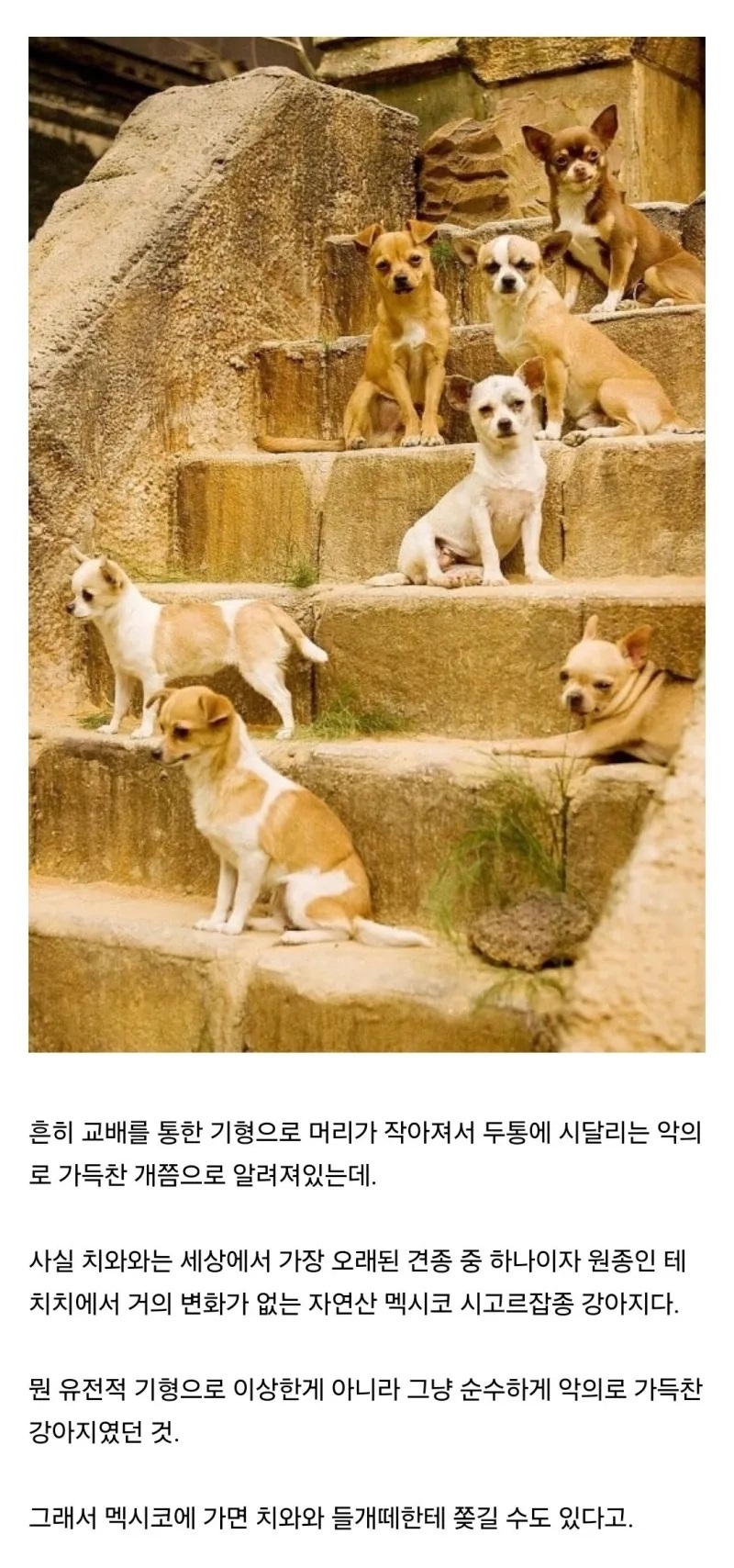 치와와에 대한 가장 큰 오해 | 인스티즈