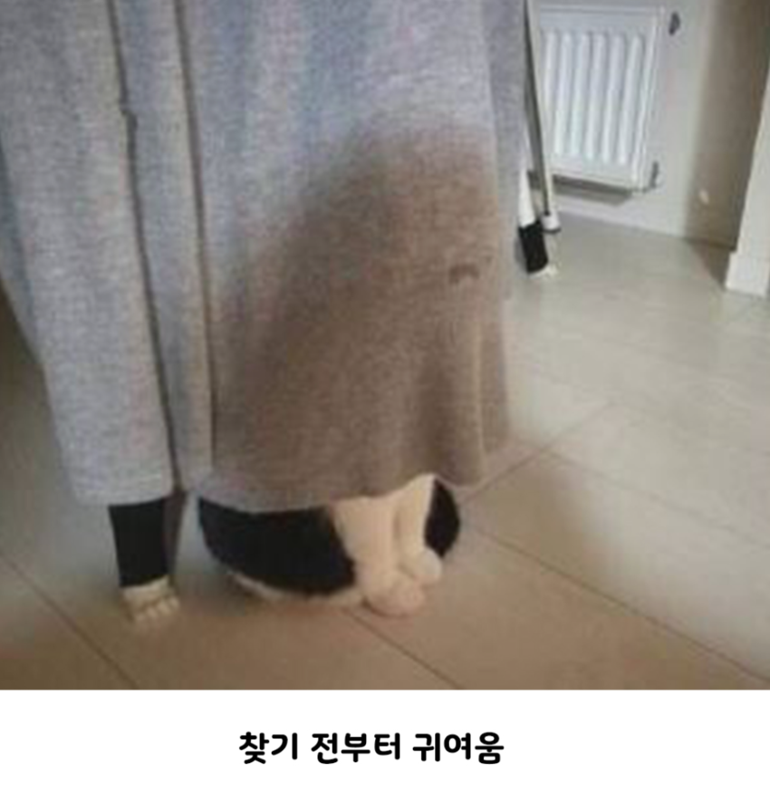 강아지 고양이랑 하는 숨바꼭질 특징 | 인스티즈