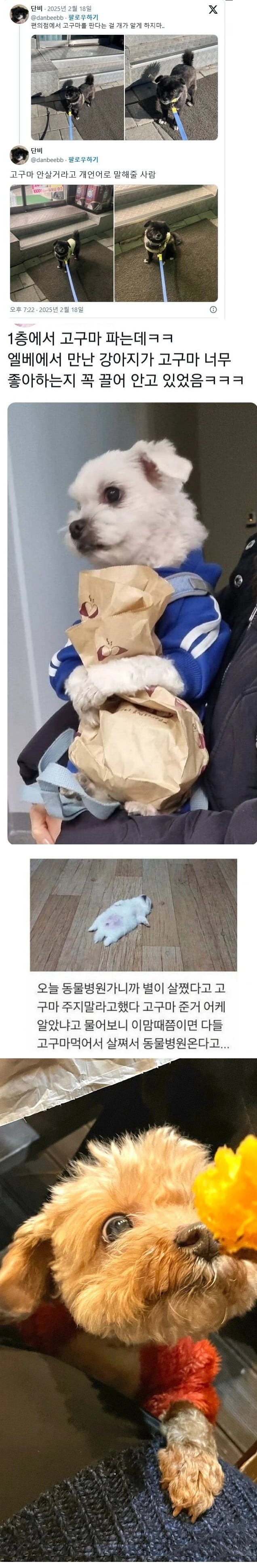 개가 알면 안되는 일 | 인스티즈