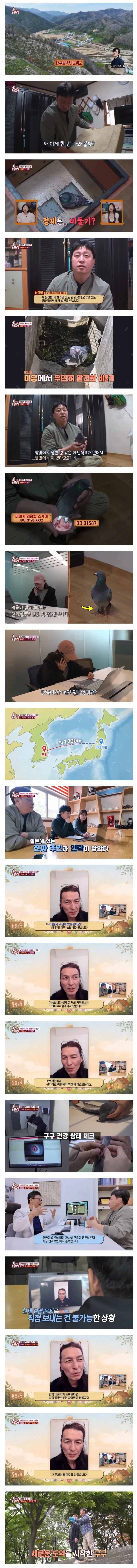 일본에서 1200km 날아서 한국까지 온 비둘기 | 인스티즈