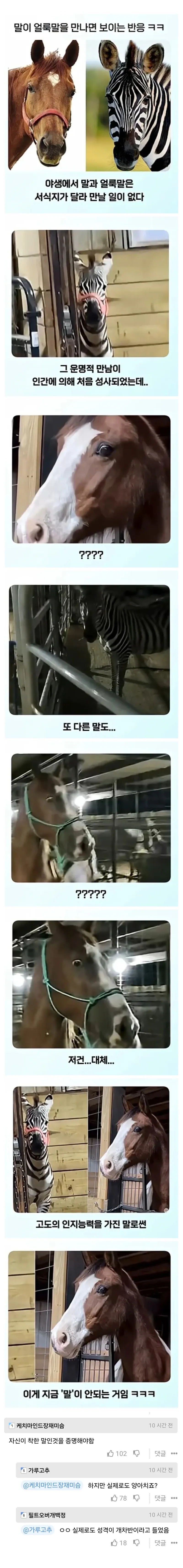 얼룩말 처음 본 말 반응 | 인스티즈