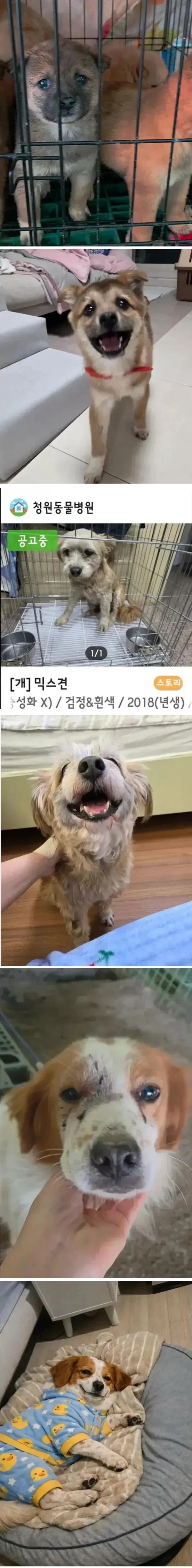 유기견들 입양 전후 표정 차이 | 인스티즈