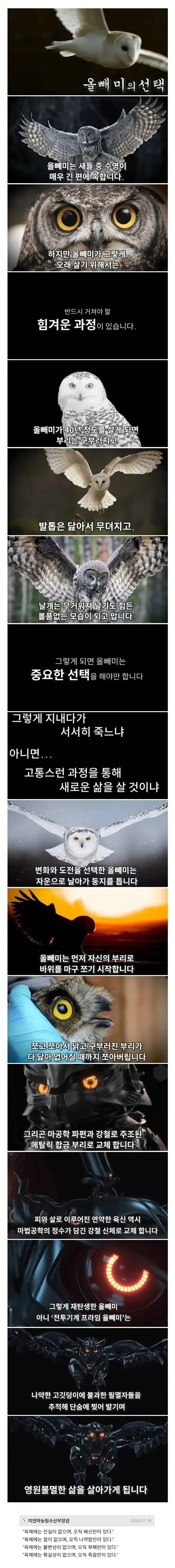 죽음을 앞둔 올빼미의 선택 | 인스티즈