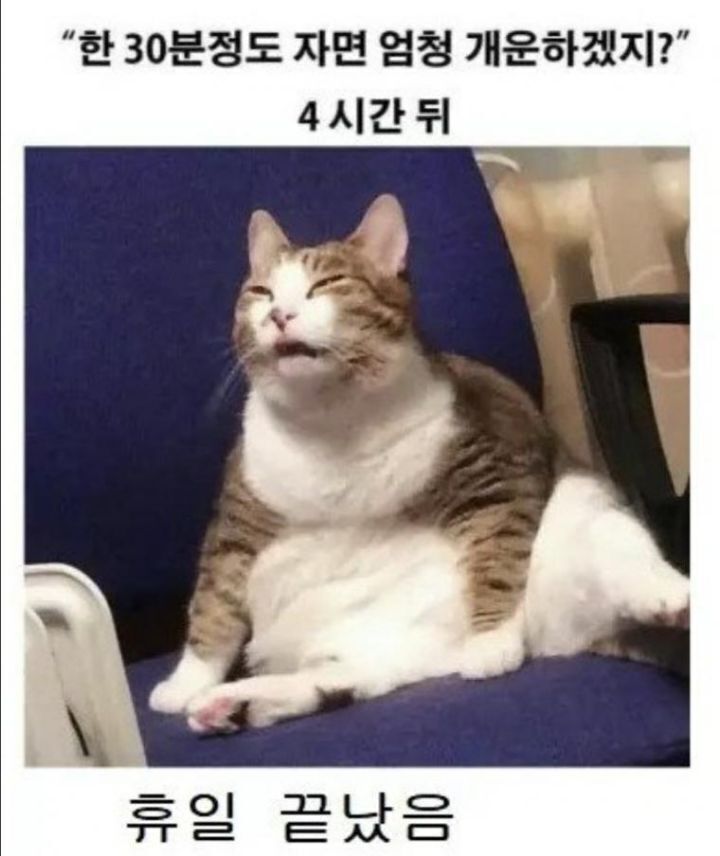 일요일 낮잠의 위험성.jpg | 인스티즈