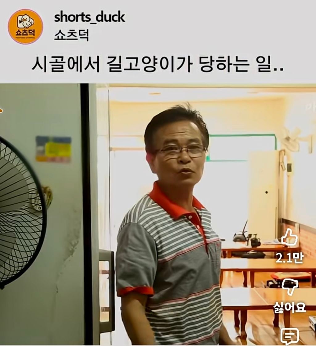시골에서 길 고양이가 당하는 일.. | 인스티즈