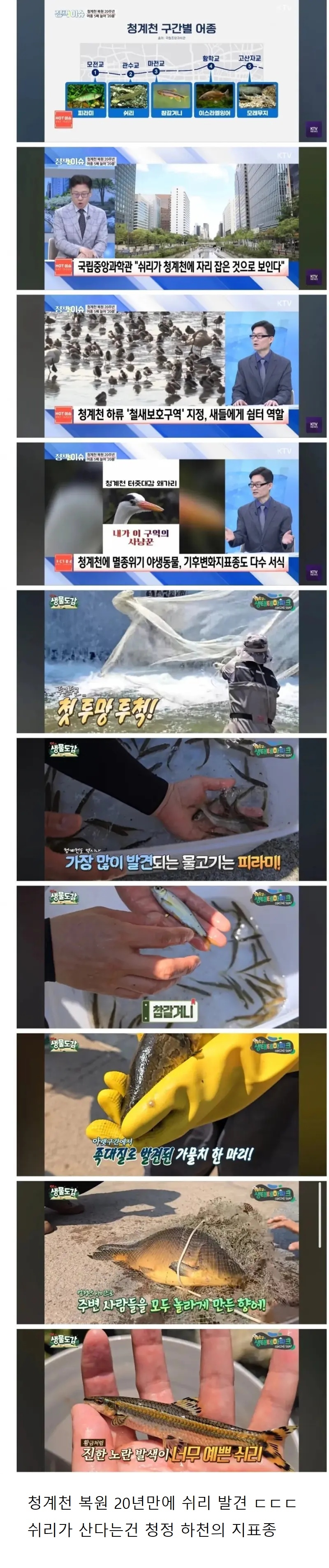 요즘 청계천 근황 | 인스티즈