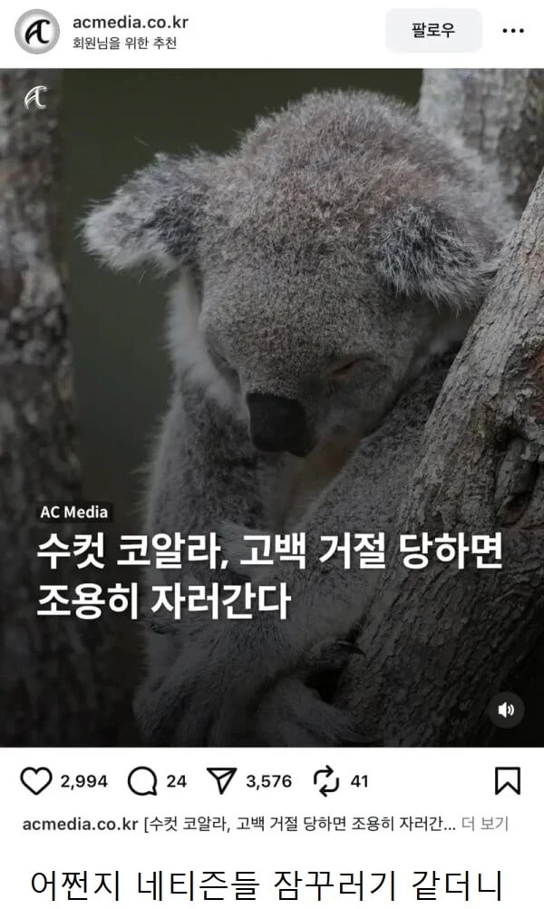 수컷 코알라가 암컷에게 차이면 하는 행동 | 인스티즈