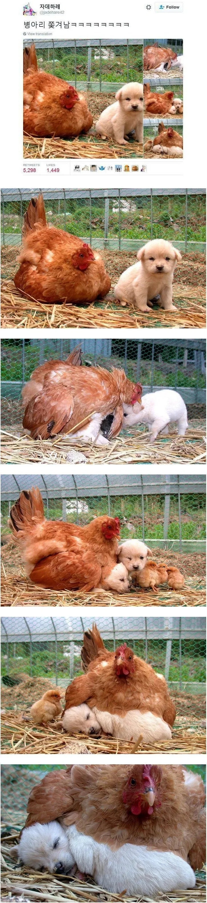 강아지 때문에 쫓겨난 병아리 | 인스티즈