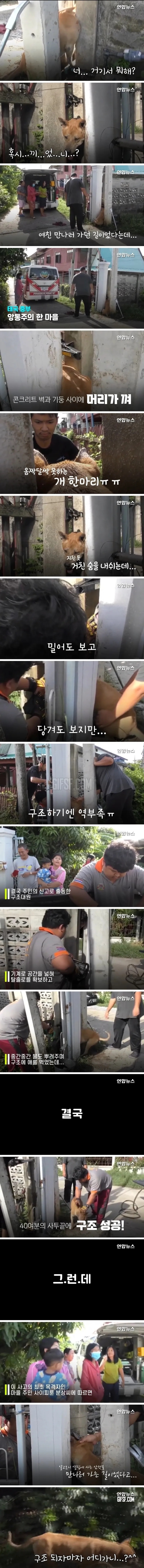 벽과 기둥사이에 끼어버린 댕댕이의 최후 | 인스티즈