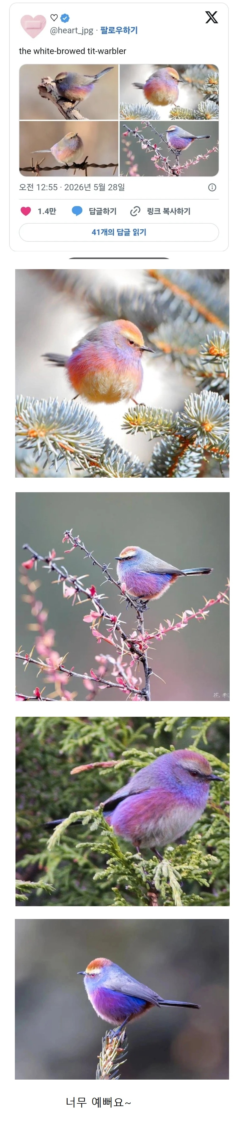 중앙아시아에 산다는 무지 화채작앵 | 인스티즈