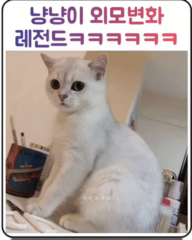 고양이 외모 변화 | 인스티즈