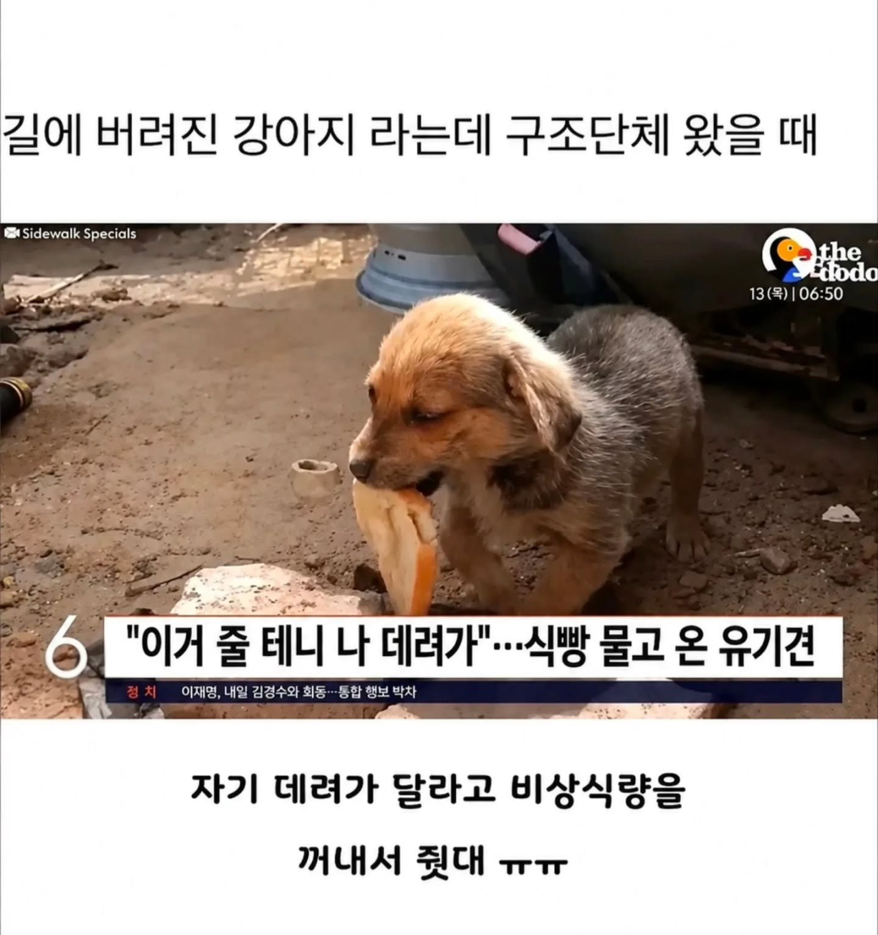 길에서 버려진 강아지 앞에 구조단체가 왔을 때 | 인스티즈
