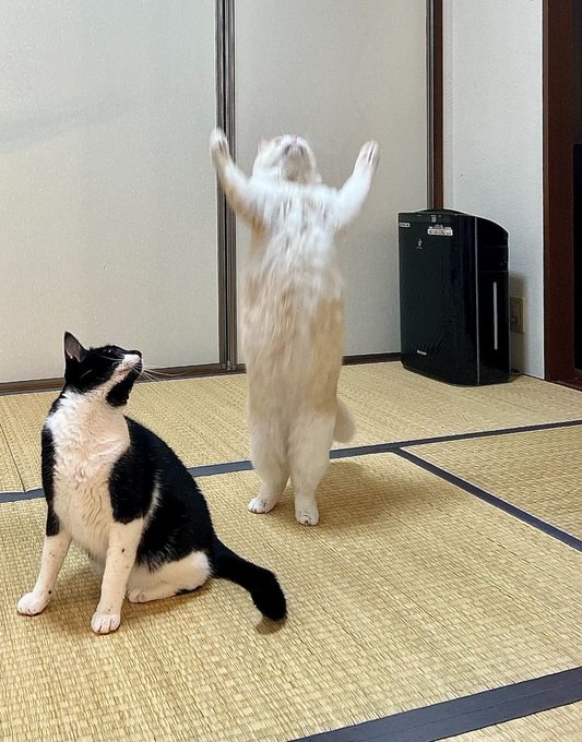 고양이 신의 계시를 받는 중 | 인스티즈