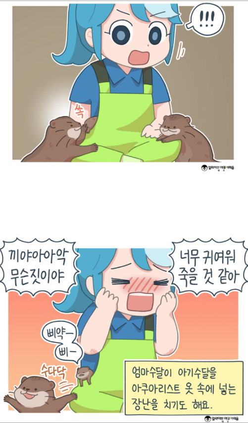 아쿠아리움에서 일하는 사람이 알려주는 수달의 귀여움 | 인스티즈