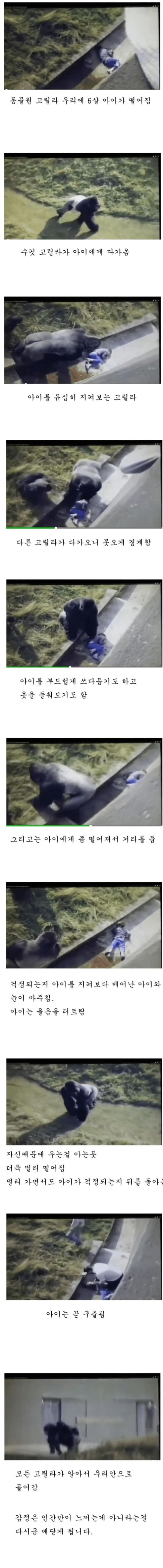 아이가 고릴라 우리에 떨어지자 벌어진 일 | 인스티즈