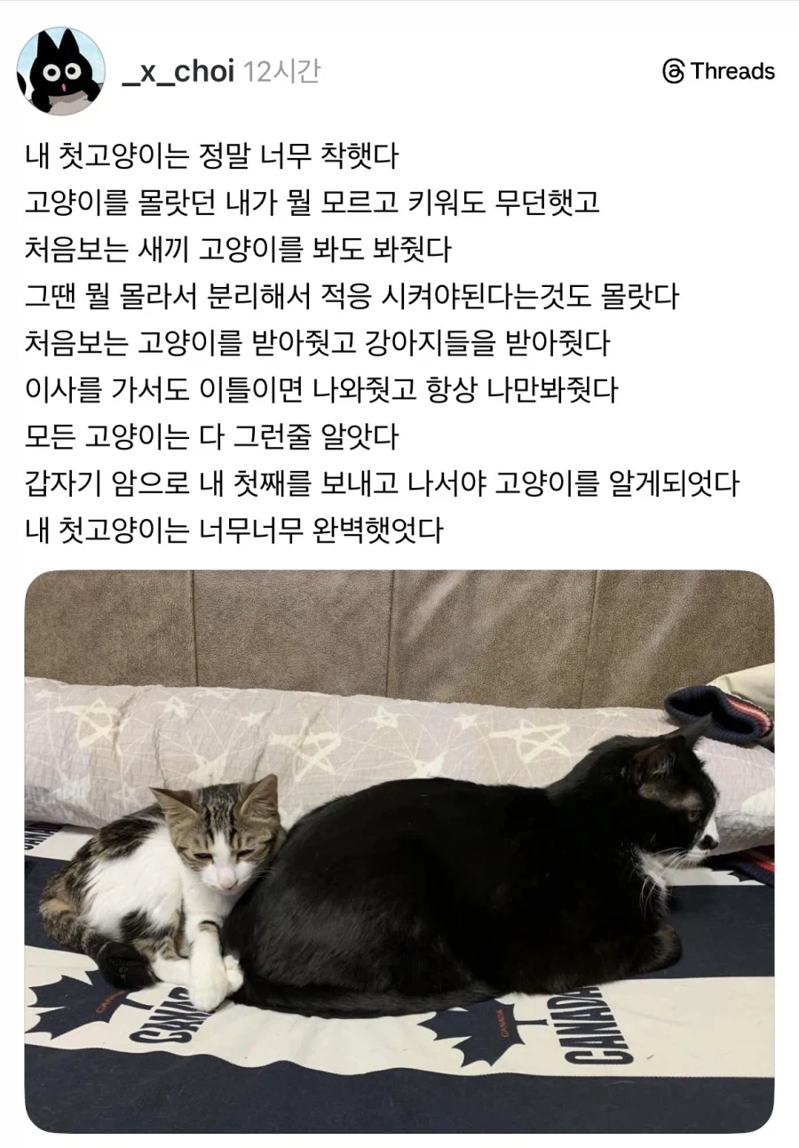 내 첫고양이는 정말 너무 착했다 | 인스티즈