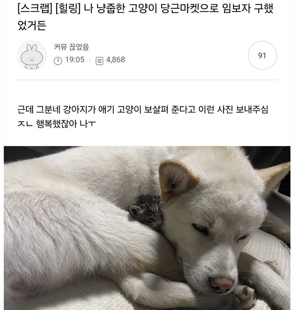 나 냥줍한 고양이 당근마켓으로 임보자 구했었거든 | 인스티즈