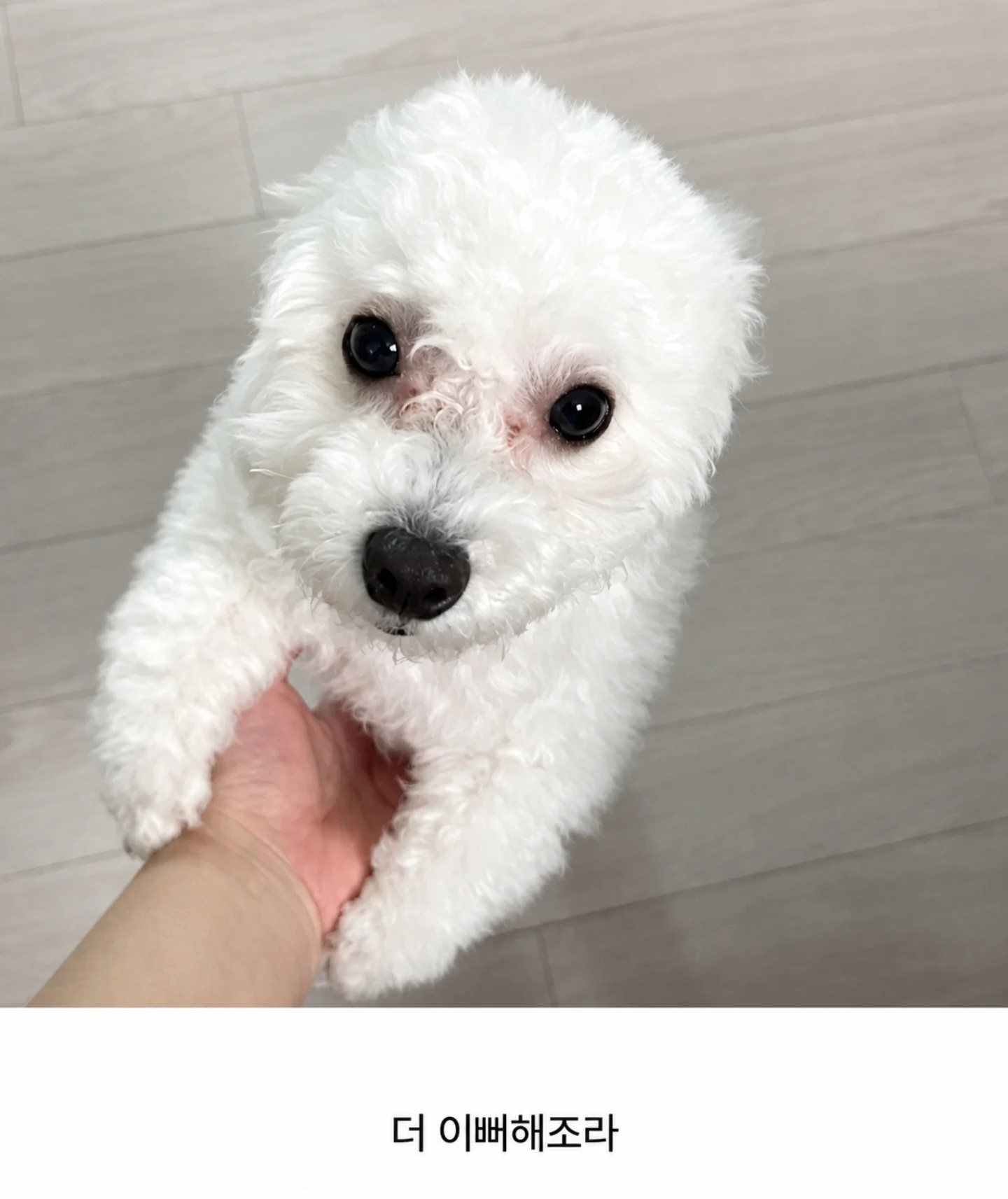 반가우면 민머리 되는 댕댕이들 | 인스티즈